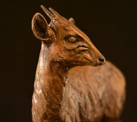 Blue Duiker/Dikdik