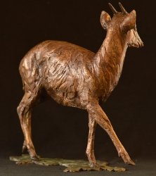 Blue Duiker/Dikdik