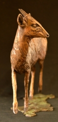 Blue Duiker/Dikdik