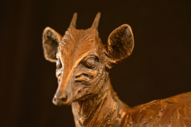 Blue Duiker/Dikdik