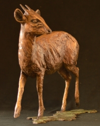 Blue Duiker/Dikdik