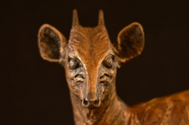 Blue Duiker/Dikdik