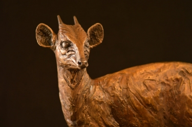 Blue Duiker/Dikdik