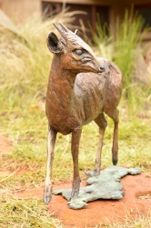Blue Duiker/Dikdik