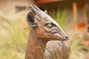 Blue Duiker/Dikdik