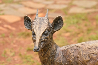 Blue Duiker/Dikdik
