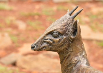 Blue Duiker/Dikdik