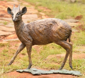 Blue Duiker/Dikdik