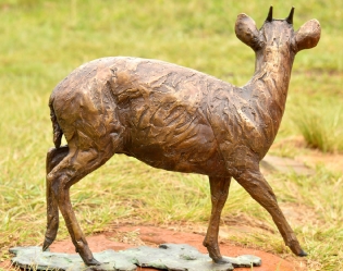 Blue Duiker/Dikdik
