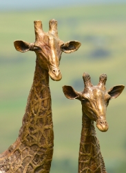 Bridget and melman - Giraffe