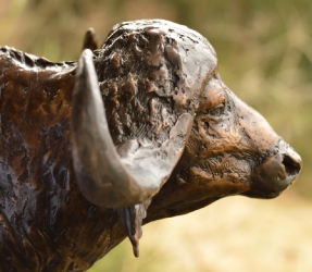 Buffalo Bull with Oxpeckers