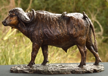 Buffalo Bull with Oxpeckers