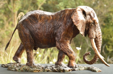 Elzuwini - Elephant Bull