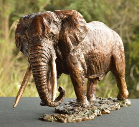 Elzuwini - Elephant Bull
