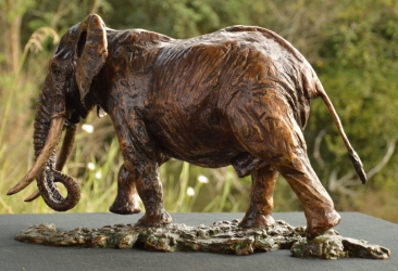 Elzuwini - Elephant Bull