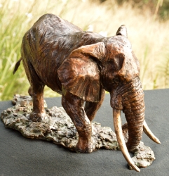 Elzuwini - Elephant Bull