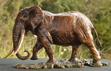 Elzuwini - Elephant Bull