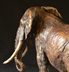 Elzuwini - Elephant Bull