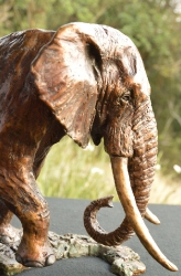 Elzuwini - Elephant Bull