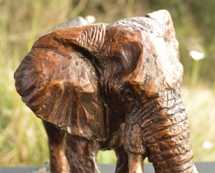 Elzuwini - Elephant Bull