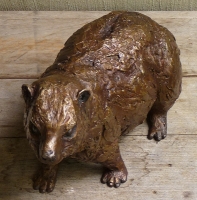 Sitting-up Dassie