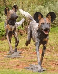 Frith - Wild dog life-sized