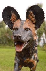Frith - Wild dog life-sized