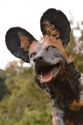Frith - Wild dog life-sized