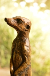 Neighbourhood Loner - meerkat