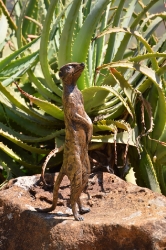 Neighbourhood Loner - meerkat