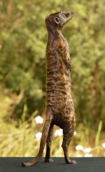 Neighbourhood Loner - meerkat