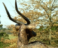 Nyala Bull - Lifesize