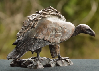 Cape Vulture - Mini