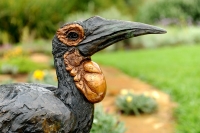 Ground hornbill