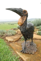 Ground hornbill