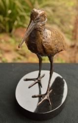 Hamerkop