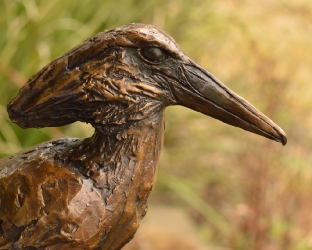 Hamerkop