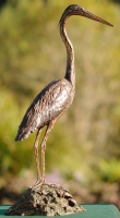 Purple Heron