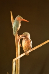 King Fishers 4