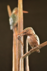 King Fishers edition 5/15 - Available