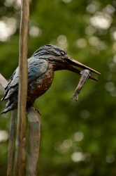 The King Fishers