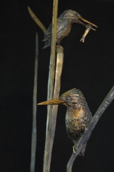 The King Fishers
